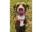 Otto, American Pit Bull Terrier For Adoption In Bloomsburg, Pennsylvania
