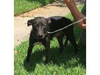 Kay, Rat Terrier For Adoption In Slidell, Louisiana