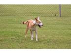 Ludine, Labrador Retriever For Adoption In Savannah, Tennessee