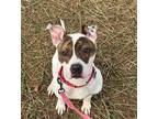 Mac, American Pit Bull Terrier For Adoption In Bloomsburg, Pennsylvania
