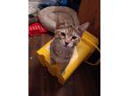 Adopt Scamper a Domestic Short Hair