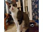 Adopt Jingle a Domestic Short Hair