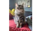 Adopt CAPPY a Dilute Calico, Maine Coon