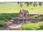 Fawn, Labrador Retriever For Adoption In Savannah, Tennessee