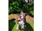 Adopt Sky a American Staffordshire Terrier