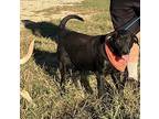 Bailey, Labrador Retriever For Adoption In Slidell, Louisiana