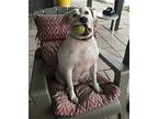 Bella, American Pit Bull Terrier For Adoption In Mechanicsburg, Pennsylvania