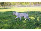 Griff, Labrador Retriever For Adoption In Savannah, Tennessee