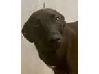 Sally Field, Labrador Retriever For Adoption In San Ysidro, California