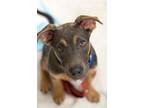 Angus, American Staffordshire Terrier For Adoption In West Richland, Washington