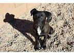 Zin ***rescue Center***, Labrador Retriever For Adoption In Littleton, Colorado