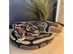 Zorba, Snake For Adoption In Burlingame, California