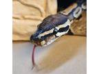 Charles, Snake For Adoption In Burlingame, California