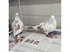 Pumpkin Pie And Pecan Pie, Dove For Adoption In Burlingame, California