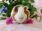 Summer, Guinea Pig For Adoption In Hughesville, Maryland