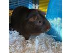 Ollie & Hershey, Guinea Pig For Adoption In Burlingame, California