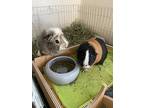 Holly, Guinea Pig For Adoption In Hughesville, Maryland