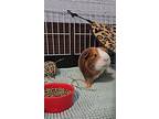 Houston, Guinea Pig For Adoption In Hughesville, Maryland