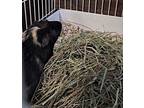 Rome, Guinea Pig For Adoption In Hughesville, Maryland