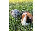 Jasper, Guinea Pig For Adoption In Hughesville, Maryland