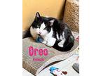 Oreo, Domestic Shorthair For Adoption In Woodward, Oklahoma