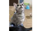 Adopt Leah a Domestic Short Hair