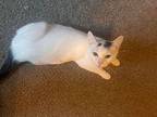 Summer, Domestic Shorthair For Adoption In Cleveland, Tennessee