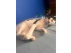 Figaro, Domestic Shorthair For Adoption In Cleveland, Tennessee