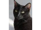 Leonard, Domestic Shorthair For Adoption In Fort Myers, Florida