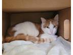 Squash Pie, Domestic Shorthair For Adoption In Neenah, Wisconsin