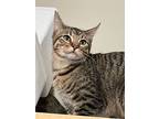 Remi, Domestic Shorthair For Adoption In Conway, Arkansas