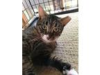 Violet, Domestic Shorthair For Adoption In Spotsylvania, Virginia