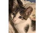 Picasso Cl, Domestic Shorthair For Adoption In Warrior, Alabama