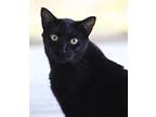 Pirelli, Domestic Shorthair For Adoption In Fort Myers, Florida