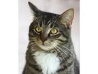 Nemo, Domestic Shorthair For Adoption In Fort Myers, Florida