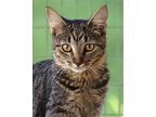 Peggy, Domestic Shorthair For Adoption In Fort Myers, Florida