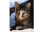 Austin, Domestic Shorthair For Adoption In Fort Myers, Florida