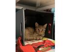 Colby, Domestic Shorthair For Adoption In Neenah, Wisconsin