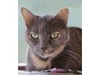 Blueberry, Domestic Shorthair For Adoption In Fort Myers, Florida
