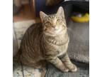 Adopt Dumpling a Tabby