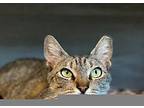 Sunshine John Denver Made A Song About Me :), Domestic Shorthair For Adoption In
