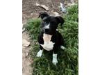 Adopt Fern a Staffordshire Bull Terrier