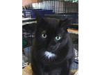 Turbo Tank, Domestic Shorthair For Adoption In Spotsylvania, Virginia