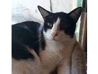 Mr. Kotter, Domestic Shorthair For Adoption In Scottsdale, Arizona