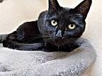 Berlin, Domestic Shorthair For Adoption In Upland, California