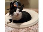 Cosmo, Domestic Shorthair For Adoption In Upland, California