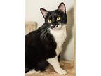 Oreo, Domestic Shorthair For Adoption In Pasadena, Texas