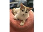 Tangerine Dream, Domestic Shorthair For Adoption In Spotsylvania, Virginia