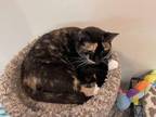 Adopt Sassafras a Tortoiseshell