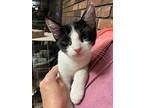 Sylvester Kitten, American Shorthair For Adoption In Oklahoma City, Oklahoma